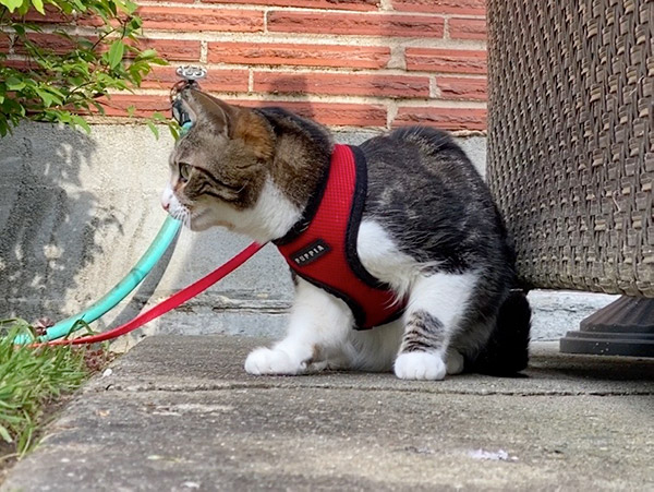 Walking your cat on hotsell a leash